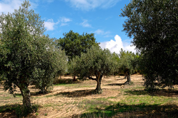 portugal, alentejo: olive tree