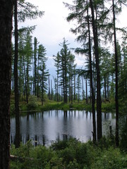 Obraz premium forest lake