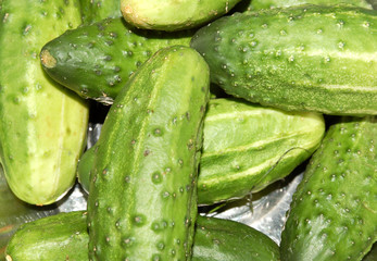 cucumber