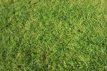 grass #5