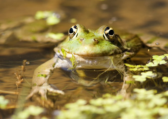 green frog