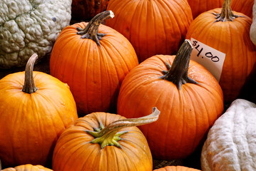 pumpkins for sale