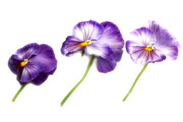 Fototapeta premium pansies
