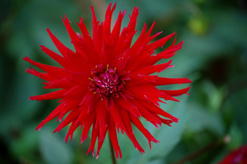 rote dahlie