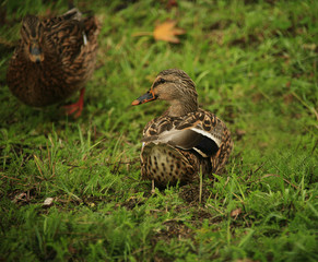 duck on a grass.