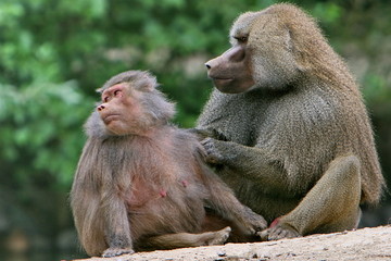 Fototapeta premium couple de babouin