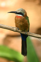 bee eater bird