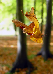 falling leaf