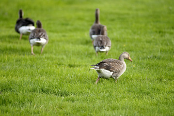 geese on grass field.