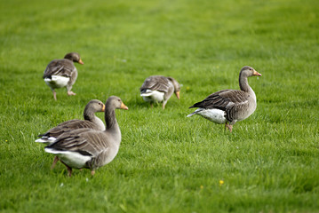 geese on grass field.