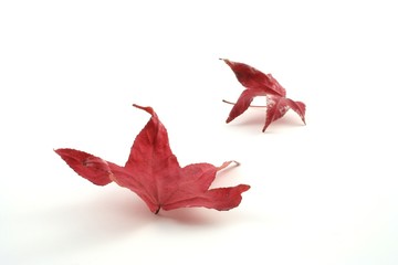 autumn leaf