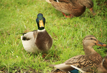 duck on a grass.