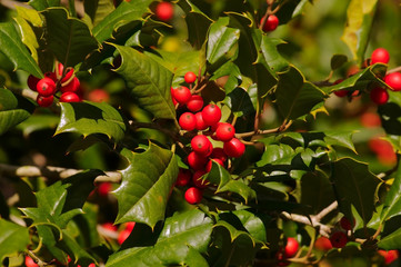 holly berries beta
