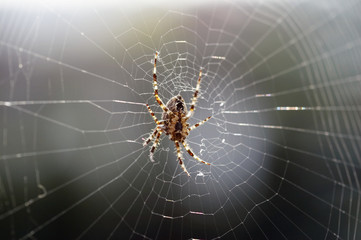 braune spinne im netz 01