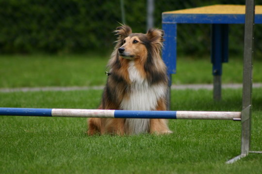 hundesport:  shetland sheepdog
