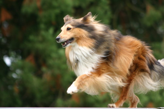 hundesport:  shetland sheepdog