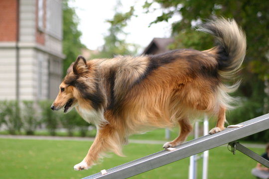 hundesport:  shetland sheepdog