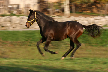 Fototapeta premium young racing stallion