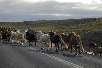 icelandic horses passing the road