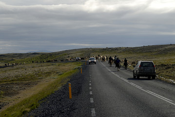 icelandic horses passing the road
