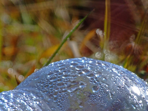 dew drops on bottle