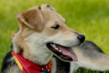 dog
