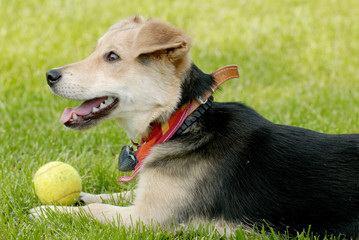 dog with tennis-ball