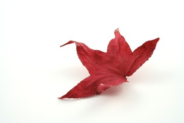 autumn leaf