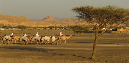 camel caravan in the evening - 1578879