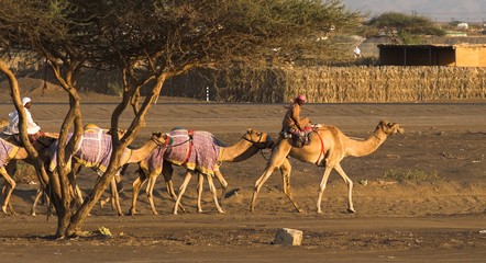 going to the camel race 2 - 1578893