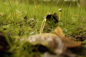 sous-bois
