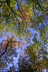 fall has begun