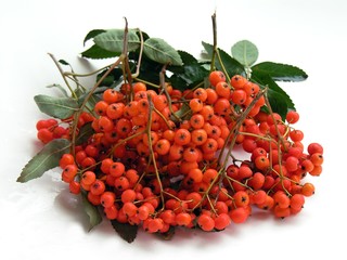 the rowan bunch with red rowan-berries