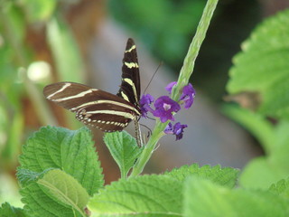 zebra longwing 1