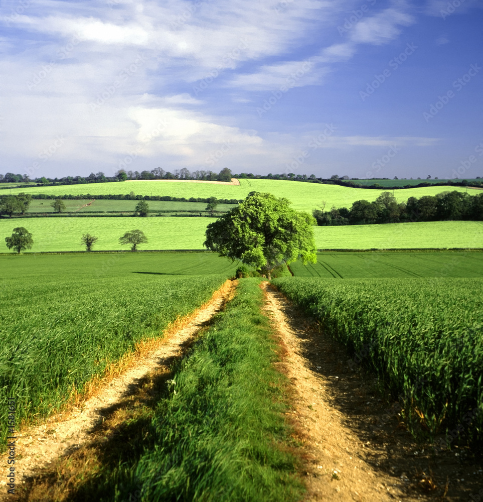 Poster farmland with cereal crops