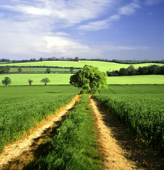 Fototapeta na wymiar gruntów rolnych z upraw zbożowych