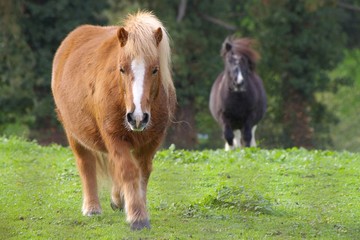 les poneys