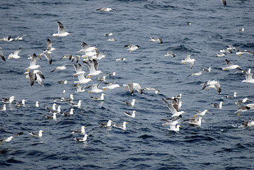 seagulls