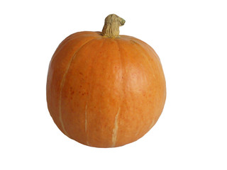 pumpkin on white background