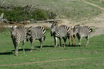 Fototapeta na wymiar zebra family