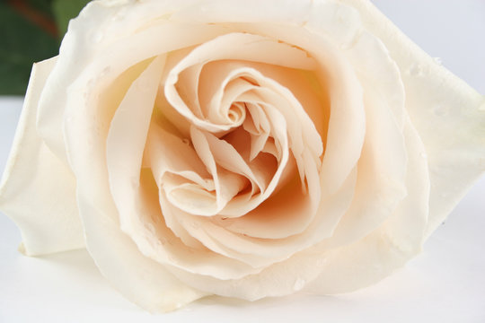 white rose 2
