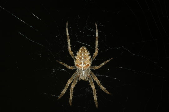 arachnide