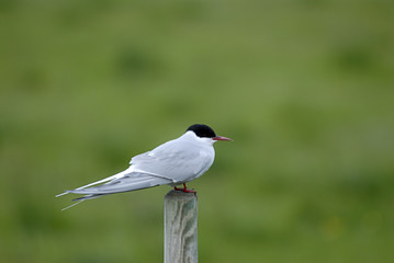 arctic tern (sterna paradisaea)