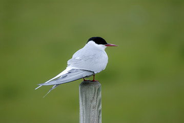 arctic tern (sterna paradisaea)