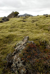 Fototapeta na wymiar moss on lava field