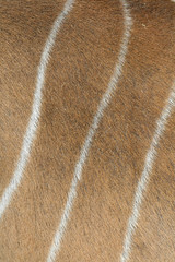 hair texture