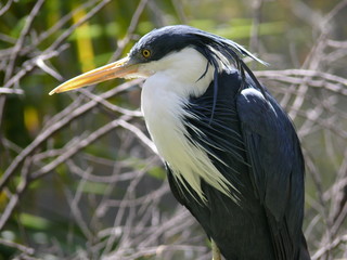 pied heron