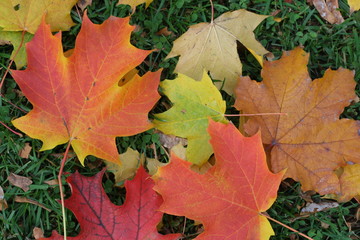 maple leaves on the ground