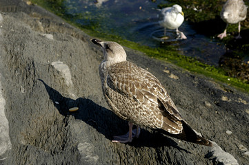 seagull