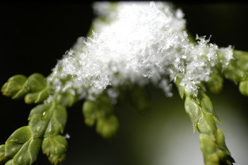 snow on thuja